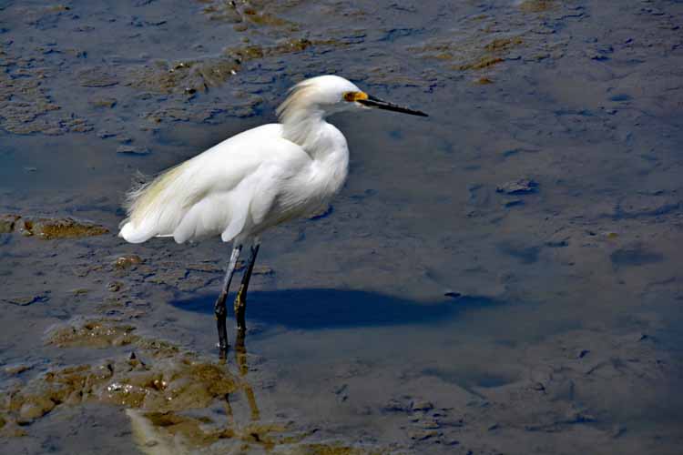 snowy white egret